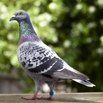 Photo for notice Robert LINDSAY