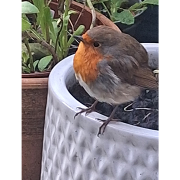 Notice Gallery for JUNE GUEST