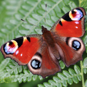 Notice Gallery for TERENCE PARSONS