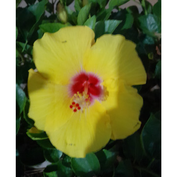 Photo for notice  RAYMOND JOHN LLOYD