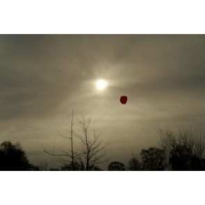 Notice Gallery for DORIS PLANT