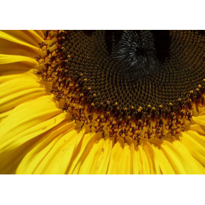 Photo of DOUGLAS GEOFFREY SHIRLEY