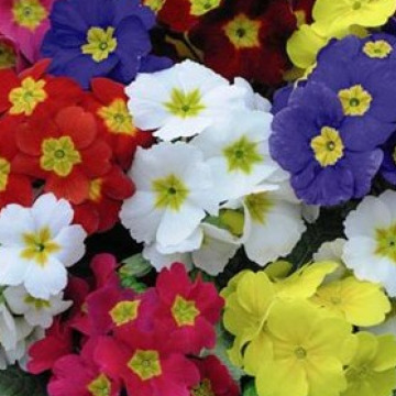 Photo for notice Susan NICHOLSON