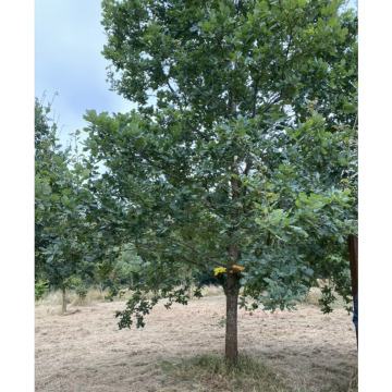 Notice Gallery for JOHN MORRIS