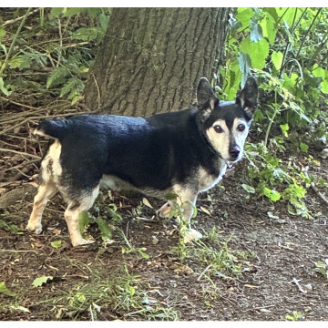 Notice Gallery for DE WAELLE Elsie