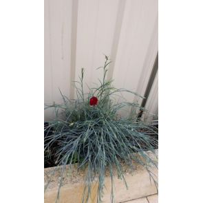 Notice Gallery for DOROTHY WOLFENDEN