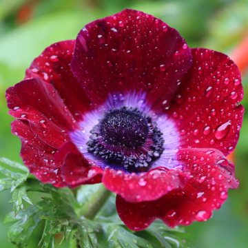 Tribute photo for KATHLEEN LAUDER