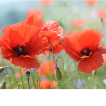 Photo for notice Kenneth Edward ROGERS