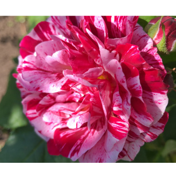 Photo for notice Nora Duncan LEWIS