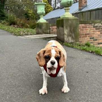 Photo for notice Joan CARSON