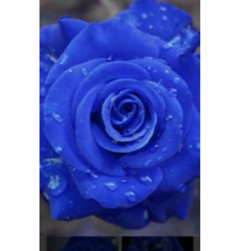 Notice Gallery for LEROY PERKINS