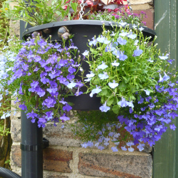 Notice Gallery for Anne  MIDDLEMASS