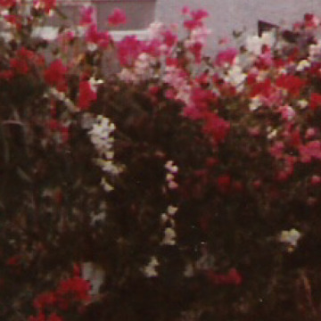 Photo for notice Anne MIDDLEMASS