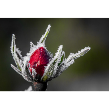 Photo for notice Hazel PETTITT