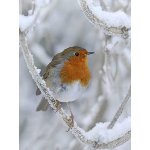 Notice Gallery for IAN ARROWSMITH