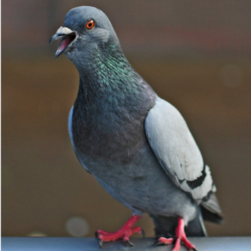 Photo for notice Mark GONSALVES