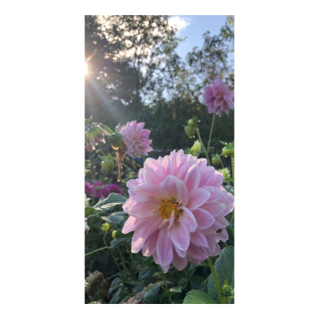 Notice Gallery for Sylvia LABAND