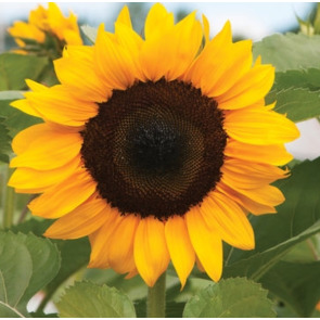 Notice Gallery for John Aubrey HAVIS