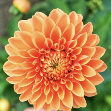 Notice Gallery for Christina MOON