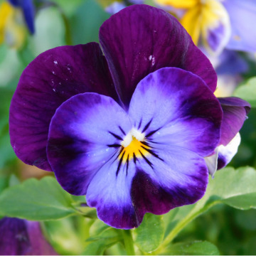 Notice Gallery for DOREEN CUTTS