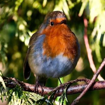 Notice Gallery for Phyllis SWATMAN