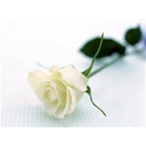 Notice Gallery for Reeves Maurice Louis