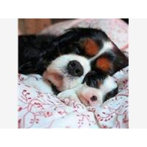 Notice Gallery for Horace Raymond BROUGH