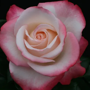 Tribute photo for Norma COLEMAN