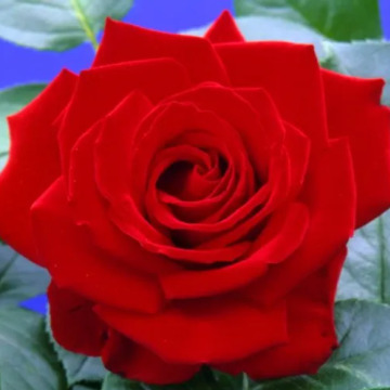 Tribute photo for Norma COLEMAN