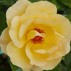 Notice Gallery for Alfred (Ernie) DOORE