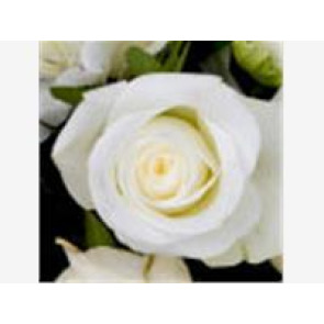 Notice Gallery for Neil James KENDALL