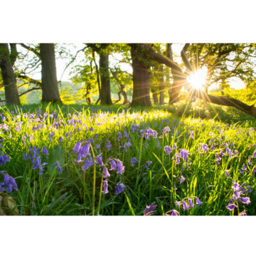 Notice Gallery for Claire Louise BAHI