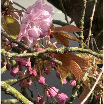 Photo for notice Ruth Marion (Nee Tregaskis) PARKINSON