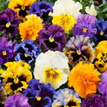 Photo for notice Marilyn JEFFERIES