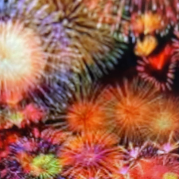 Photo for notice Andy Peter Dec DEXTER