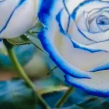 Photo for notice Andy Peter Dec DEXTER