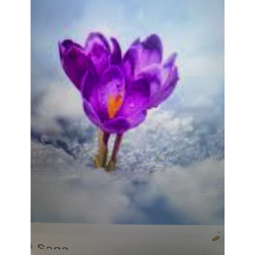 Photo for notice Andy Peter Dec DEXTER