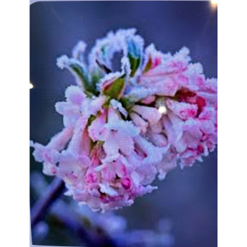 Photo for notice Andy Peter Dec DEXTER