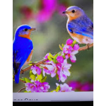 Photo for notice Andy Peter Dec DEXTER