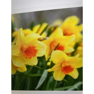 Photo for notice Andy Peter Dec DEXTER