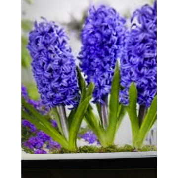 Photo for notice Andy Peter Dec DEXTER