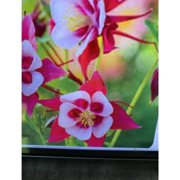 Photo for notice Andy Peter Dec DEXTER