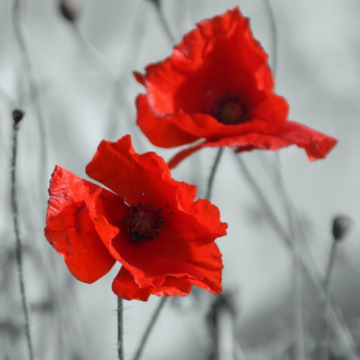 Notice Gallery for Donald WHITE