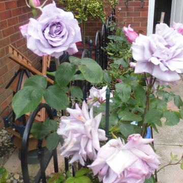 Photo for notice Neill David MILLIS