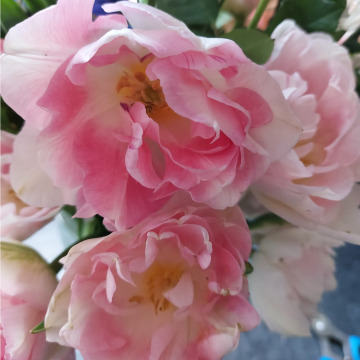 Notice Gallery for Paul Collins