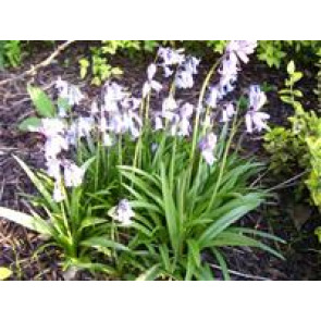 Notice Gallery for Susan Sue LLOYD