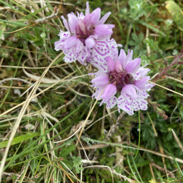 Photo for notice Alex WILD