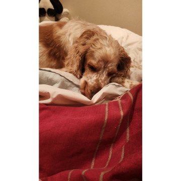 Photo for notice Liz PAINE