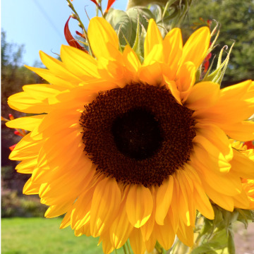 Photo for notice Yootha JOYCE