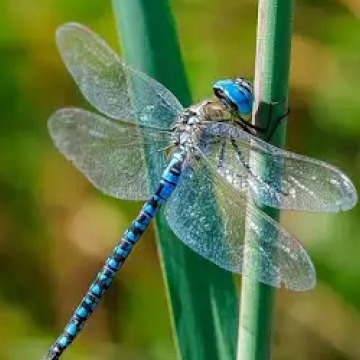 Notice Gallery for DAVIS